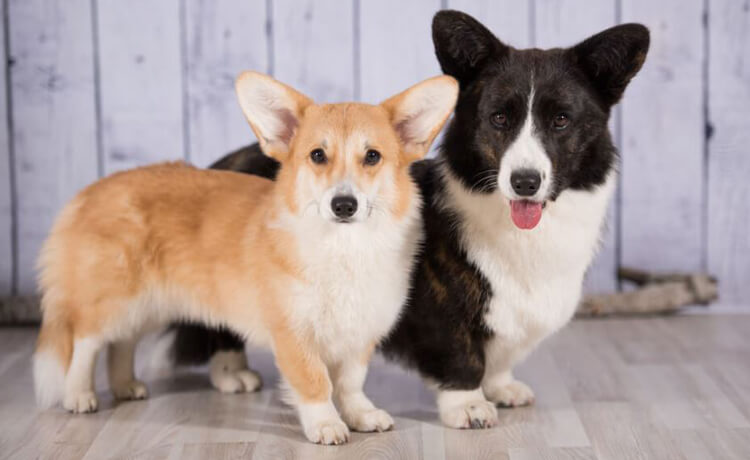 Pembroke Welsh Corgi